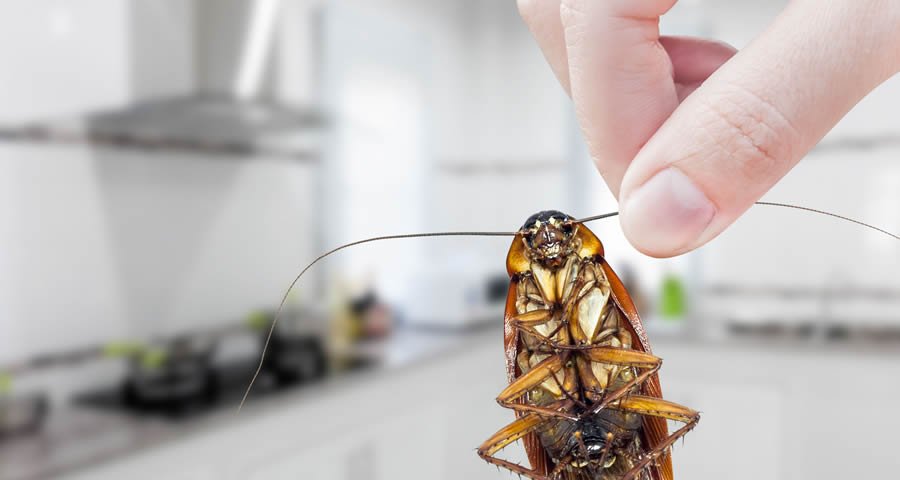pest control cost