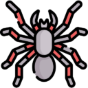 Spiders