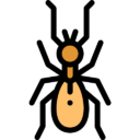 Termites