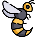 Wasps